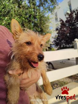 Ράτσα: Γιόρκσάϊρ τεριέ - Yorkshire Terrier | Ηλικία: 5 μηνών | Φύλο: Θηλυκό | Αρ. Microchip: Δεν έχει | Βρέθηκε | Περιοχή: Πάτρα, Πελλοπόνησος