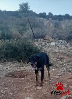 Ράτσα: Λαμπραντόρ - Labrador | Ηλικία: 4 μηνών | Φύλο: Θηλυκό | Αρ. Microchip: 00000000000000000000 | Περιοχή: Αθήνα, Αττική