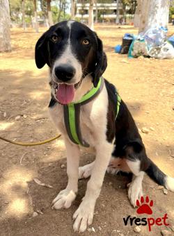 Ράτσα: Λαμπραντόρ - Labrador | Ηλικία: 1 έτους | Φύλο: Αρσενικό | Αρ. Microchip: 0 | Ημίαιμο | Περιοχή: Γλυφάδα, Αττική