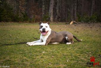 Ράτσα: Αμερικάνικο Σταφορντσάιρ τεριέ - American Staffordshire Terrier | Ηλικία: 5+ | Φύλο: Αρσενικό | Αρ. Microchip: 978101081540739 | Ιδιώτης | Για ζευγάρωμα | Pedigree | Περιοχή: Βέροια, Μακεδονία