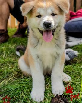 Ράτσα: Ακίτα Γιαπωνέζικος - Akita inu | Ηλικία: 3 μηνών | Φύλο: Θηλυκό | Αρ. Microchip: AE41190705 | 