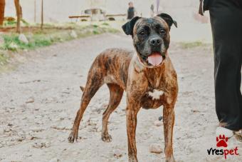 Ράτσα: Μπόξερ - Boxer | Ηλικία: 5+ | Φύλο: Θηλυκό | Αρ. Microchip: 000000000 | Περιοχή: Νίκαια Άγιος Ιωάννης Ρέντης, Αττική